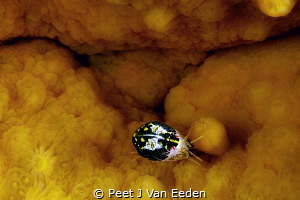 ladybird by Peet J Van Eeden 